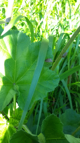 Pentatomidae