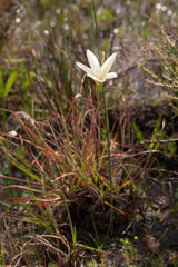 Gladiolus trichonemifolius