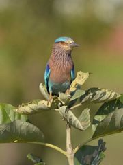 Coracias benghalensis