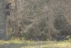 Cercopithecus mitis labiatus