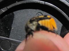 Pachycnema crassipes