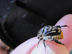 Pachycnema crassipes