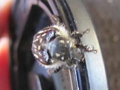 Pachycnema crassipes