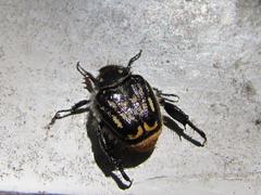 Pachycnema crassipes