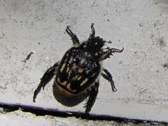 Pachycnema crassipes