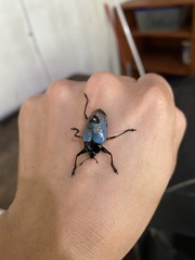 Cypherotylus debauvei