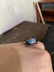 Cypherotylus debauvei
