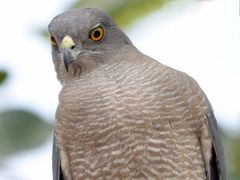Accipiter badius