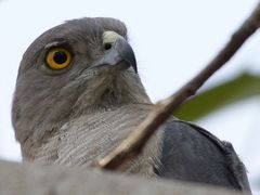 Accipiter badius