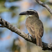 Boat-billed Flycatcher - Photo (c) Ken Chamberlain, some rights reserved (CC BY-NC)