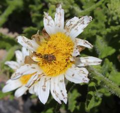 Arctotis aspera aspera