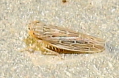 Graminella sonora
