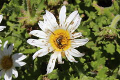 Arctotis aspera aspera