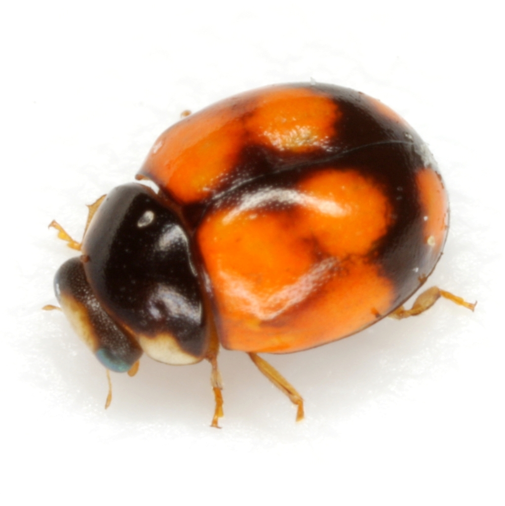 Confluent-spotted Spurleg