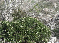 Phylica greyi