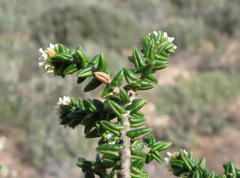 Phylica greyi