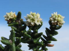 Phylica greyi