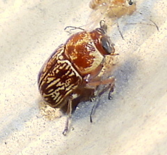 Pachybrachis turbidus