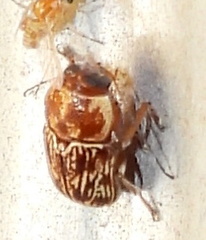 Pachybrachis turbidus