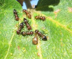 Crematogaster castanea