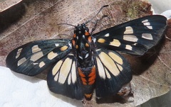 Abantis paradisea