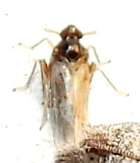 Pissonotus