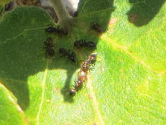 Crematogaster castanea