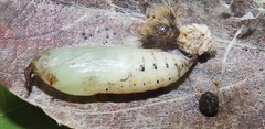 Abantis paradisea
