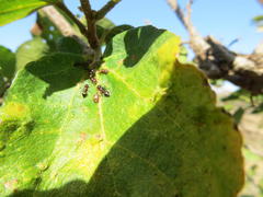 Crematogaster castanea