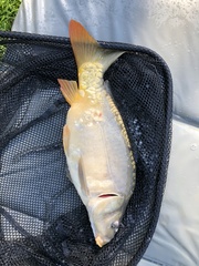 Cyprinus carpio carpio