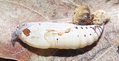 Abantis paradisea