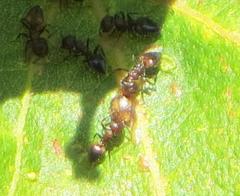 Crematogaster castanea