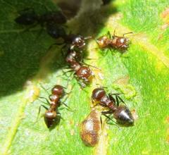 Crematogaster castanea