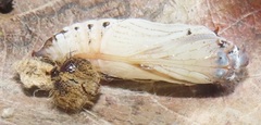 Abantis paradisea