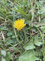 Taraxacum officinale