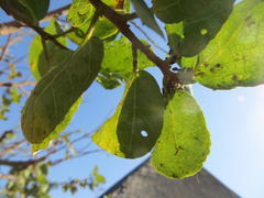 Crematogaster castanea