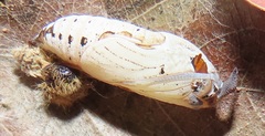 Abantis paradisea