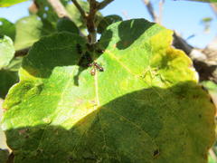 Crematogaster castanea