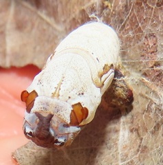 Abantis paradisea