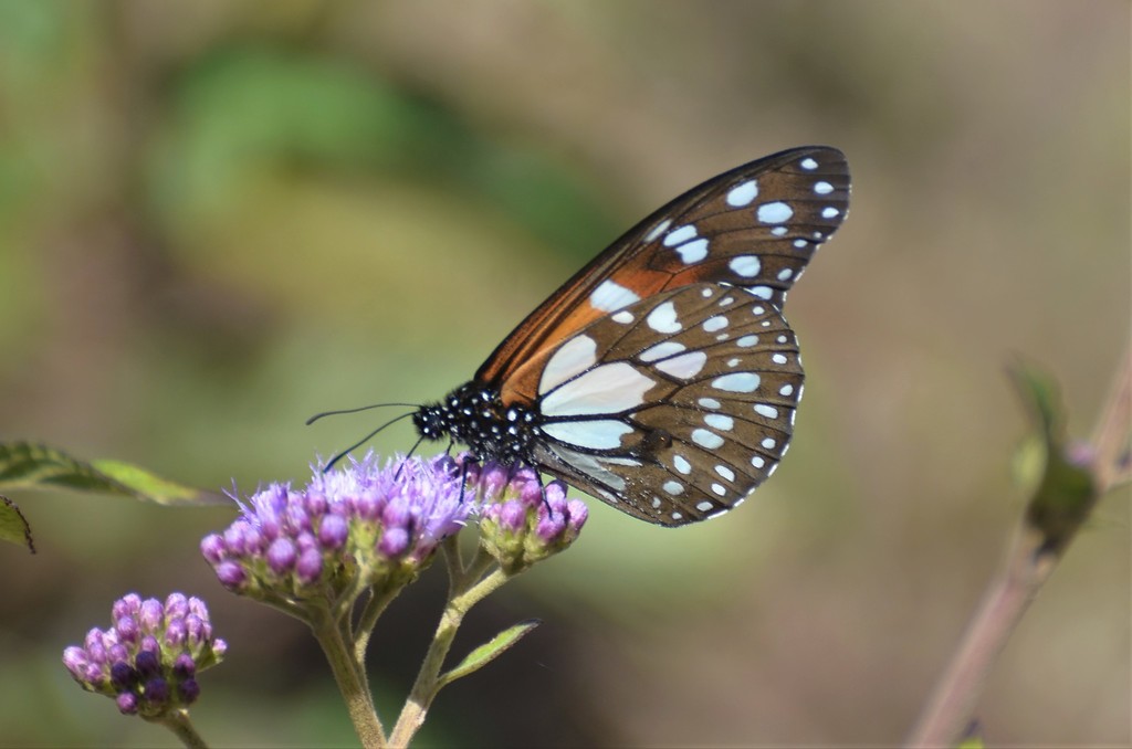 Beautiful Monarch