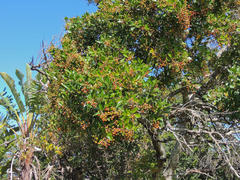 Apodytes dimidiata dimidiata