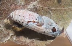 Abantis paradisea