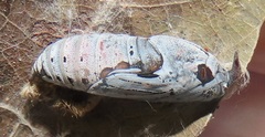 Abantis paradisea