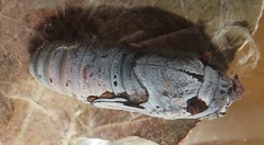 Abantis paradisea