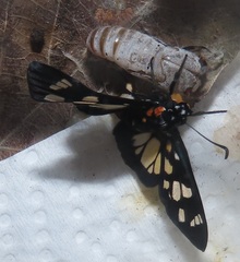 Abantis paradisea