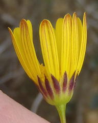 Euryops ericoides