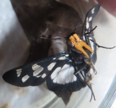 Abantis paradisea