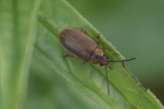 Galerucella pusilla