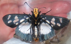 Abantis paradisea