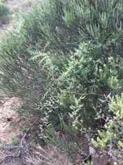 Asparagus fasciculatus
